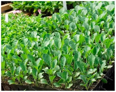 خرید نشا فلفل دلمه